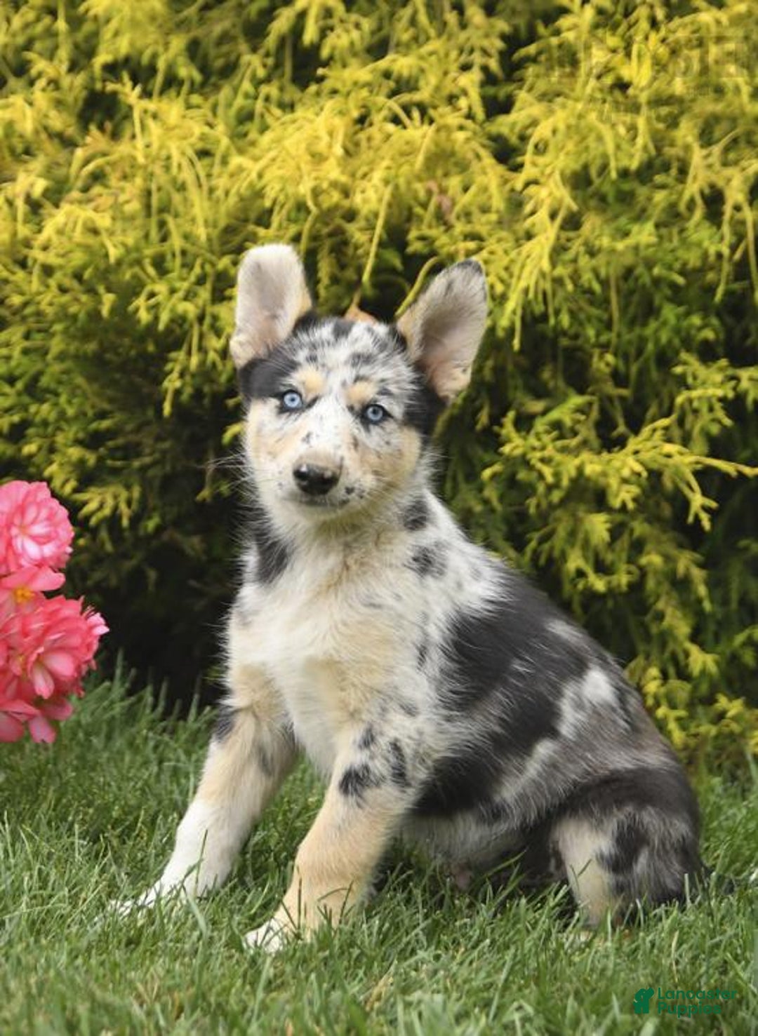 Gallery Image {{count}}