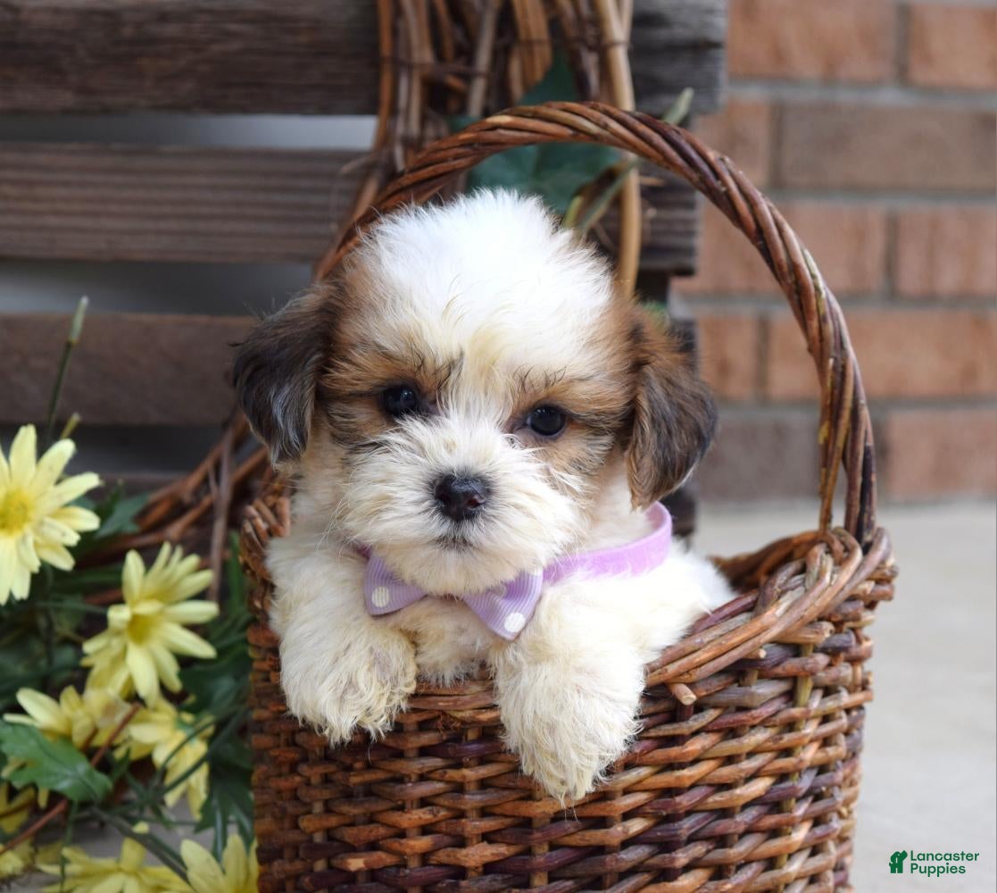 Teddy Bear dogs Lily - Ad 2
