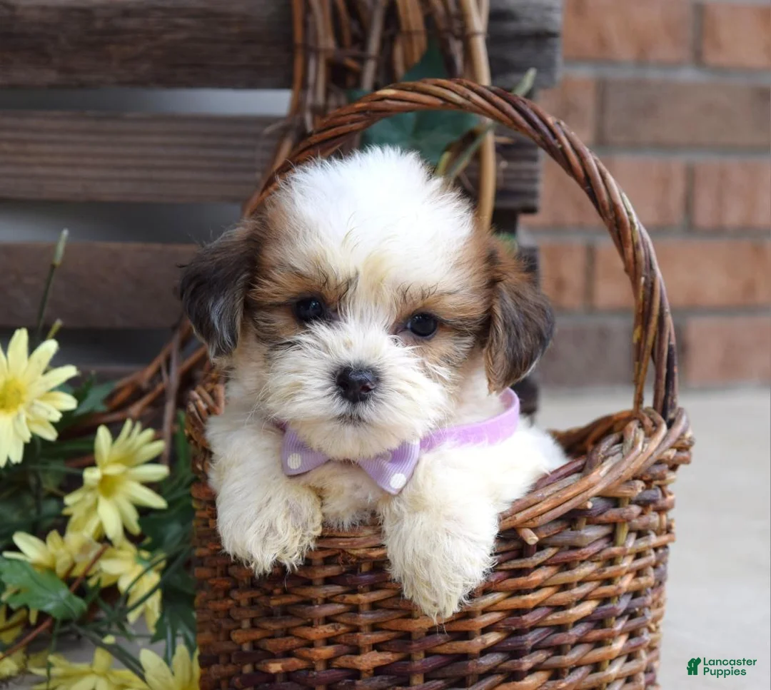 Teddy Bear dogs for sale: Lily - Ad 2