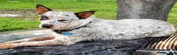Australian Cattle Dog dogs for sale: Australian Cattle Dog Puppy 4 girl - Ad 5