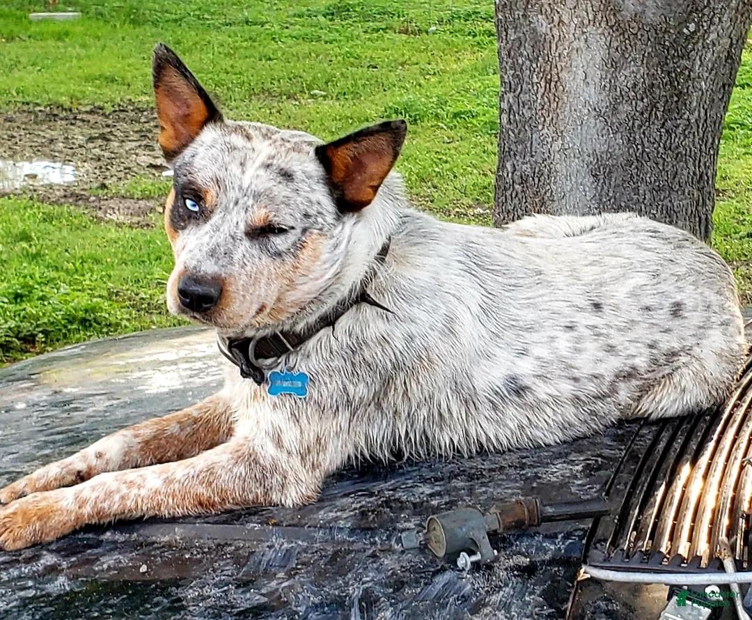 Australian Cattle Dog dogs for sale: Australian Cattle Dog Puppy 2 (Remy) Male - Ad 6