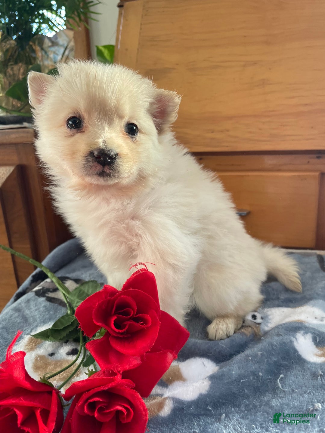 Pomeranian dogs for sale: Paxton - Ad 1