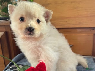 Pomeranian dogs Paxton - Ad 39