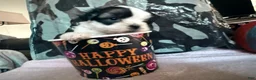 Maltipoo dogs for sale: Maltipoo 1 - Ad 4