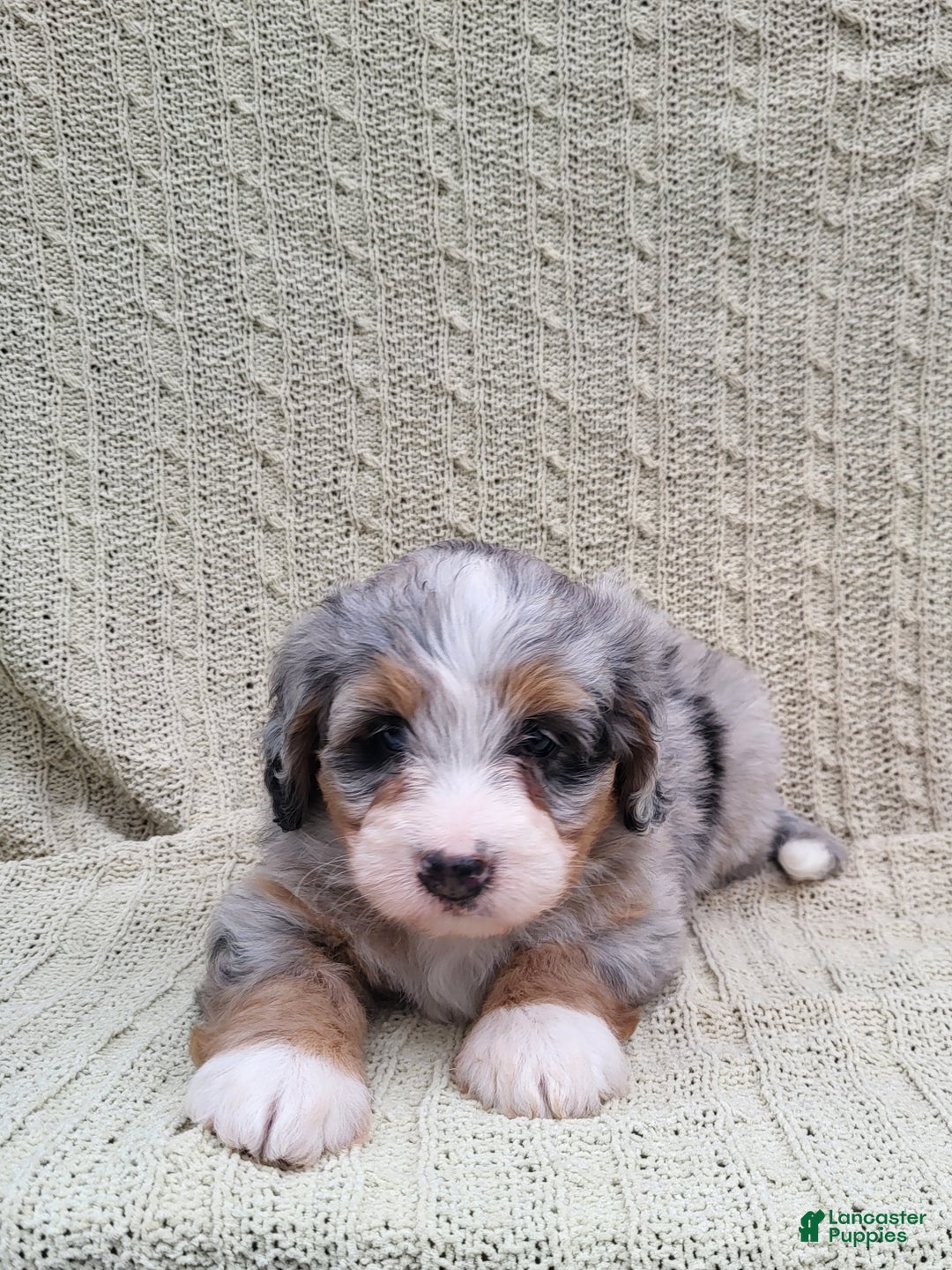 Mini Bernedoodle dogs for sale: Sage  - Ad 4