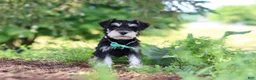 Miniature Schnauzer dogs for sale: Jack - Ad 3