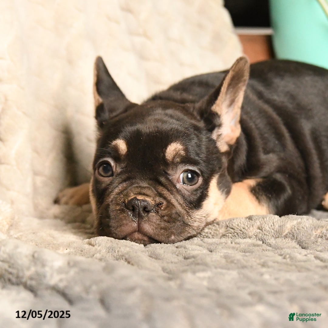 French Bulldog dogs for sale: Peanut Butter Cup - Ad 5
