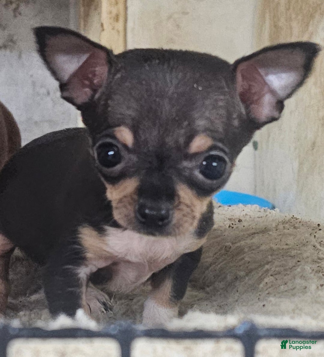 Chihuahua dogs for sale: Pixie - Ad 8