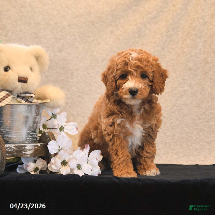 Miniature Poodle dogs Petals - Ad 2