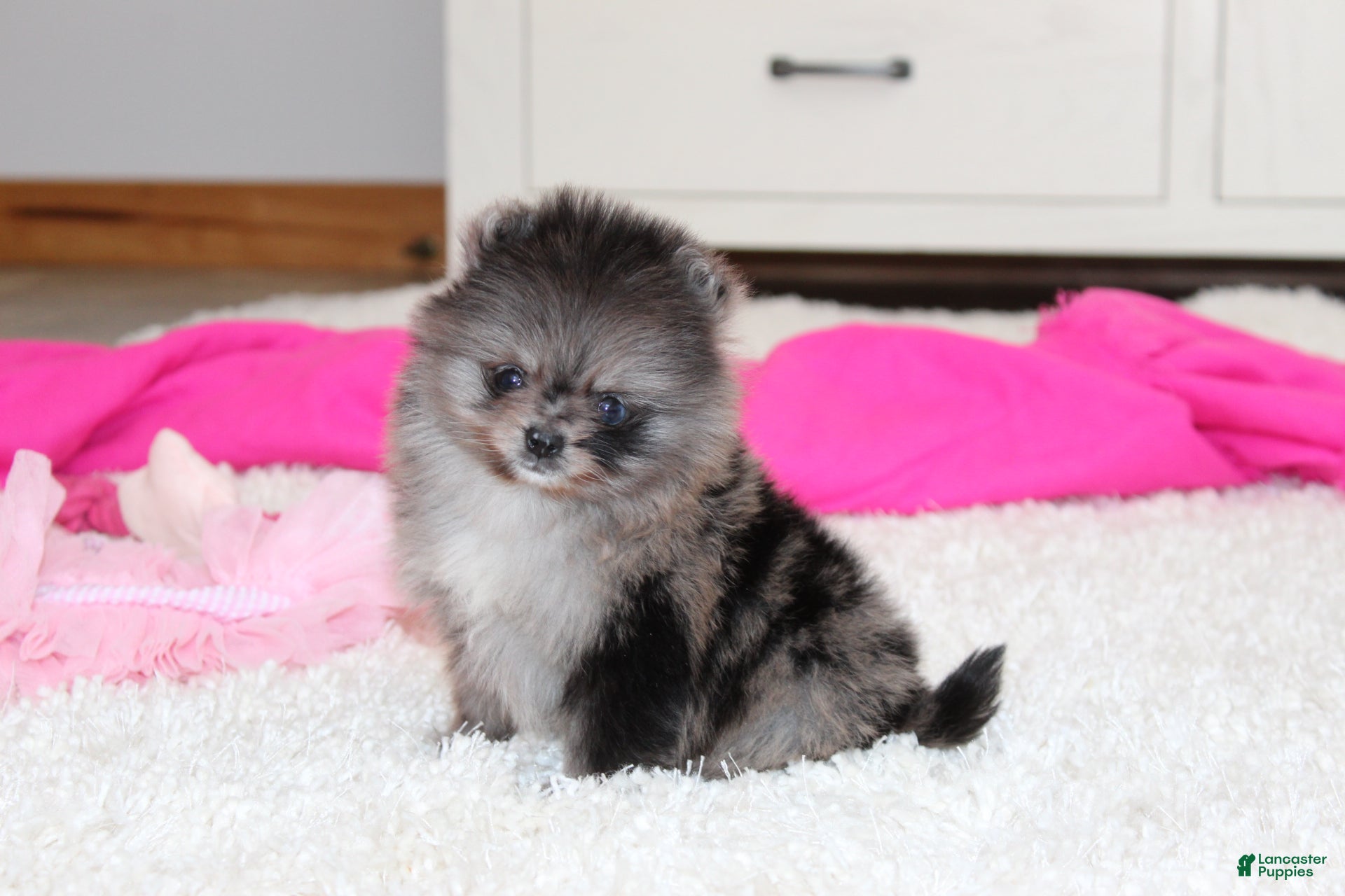 Pomeranian dogs Tiny Tiana - Ad 1