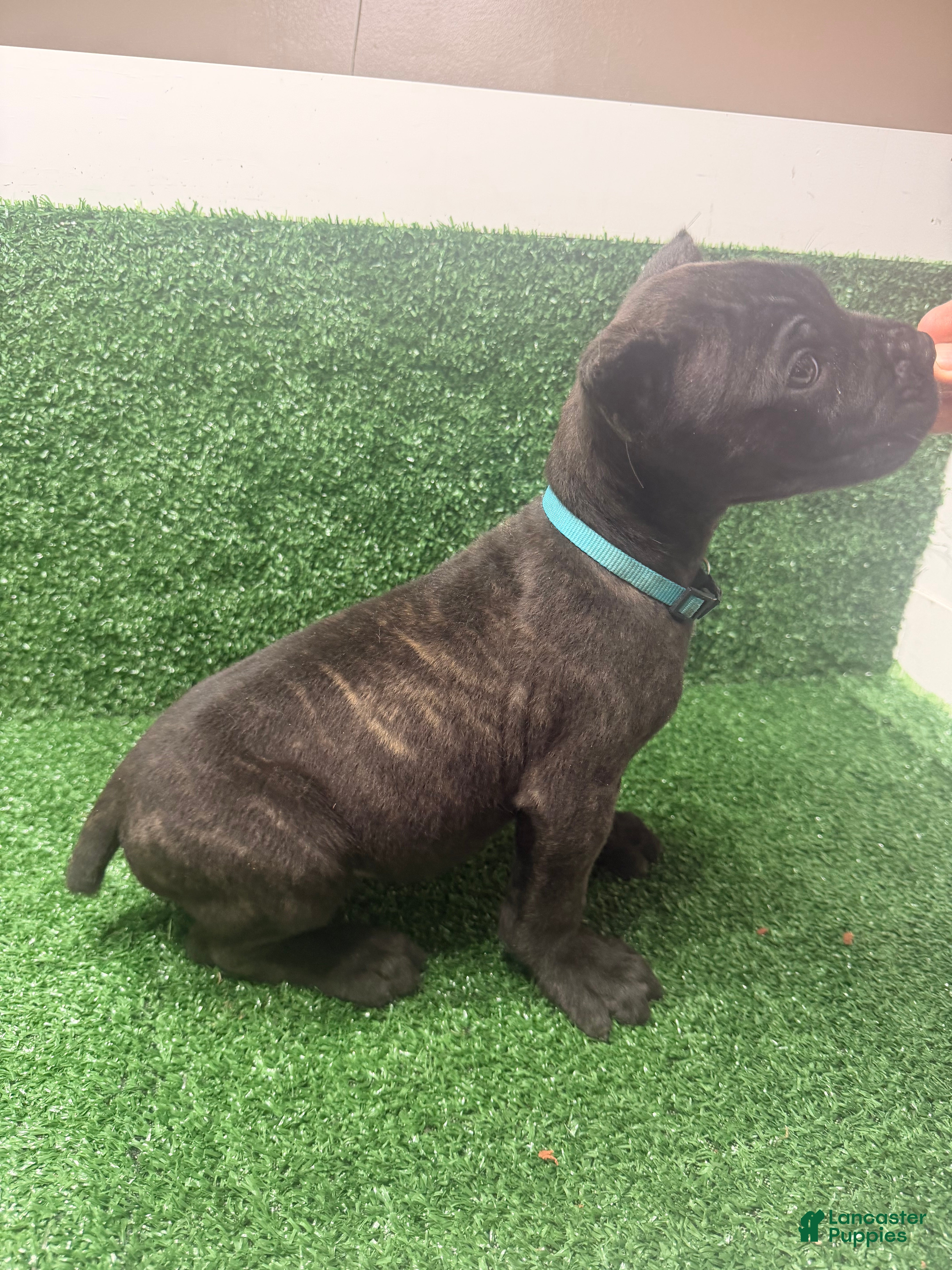 Cane Corso dogs light blue - Ad 2