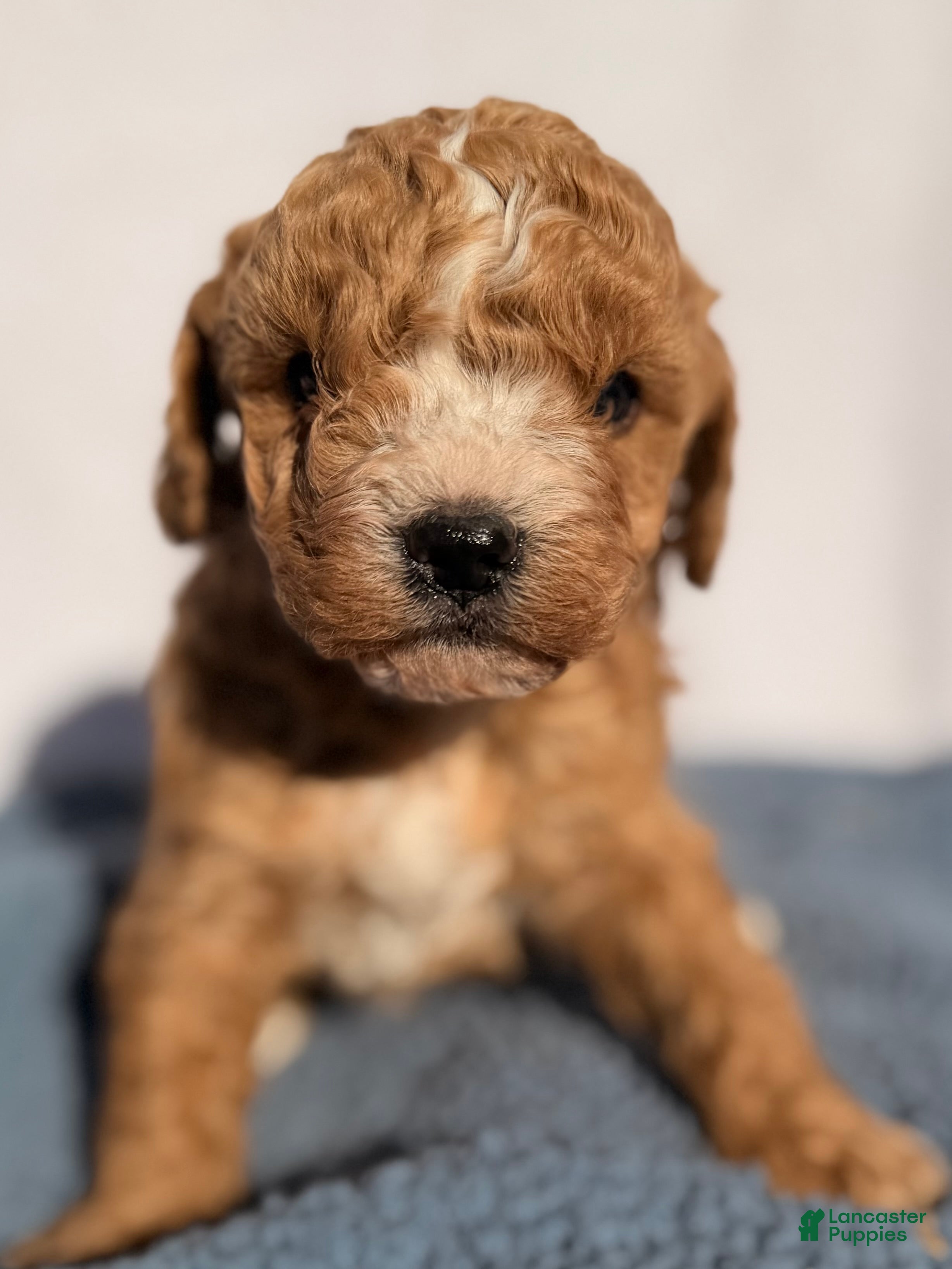 Cavapoo dogs Benny - Ad 1