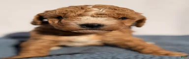 Benny