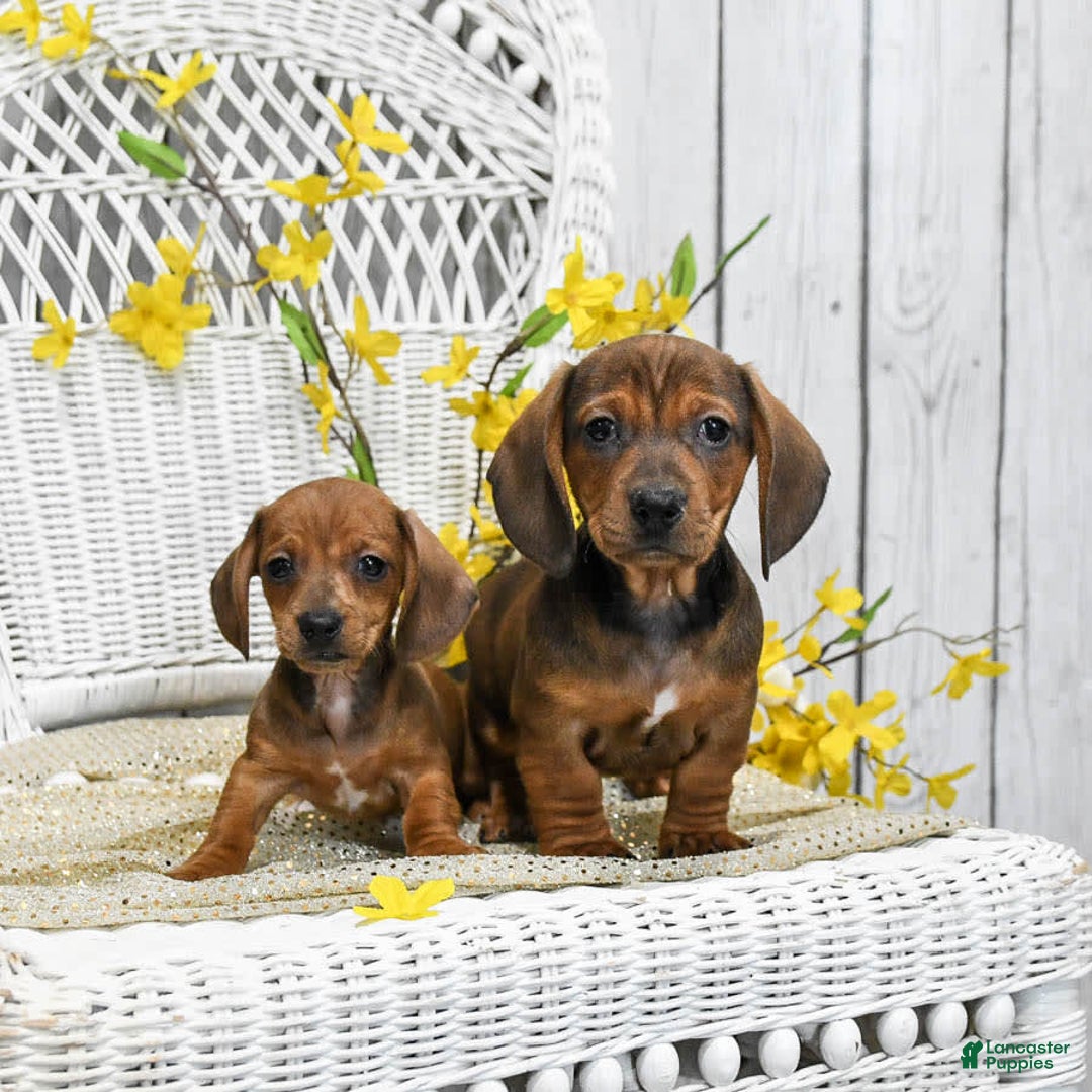 Dream A Dream Puppies