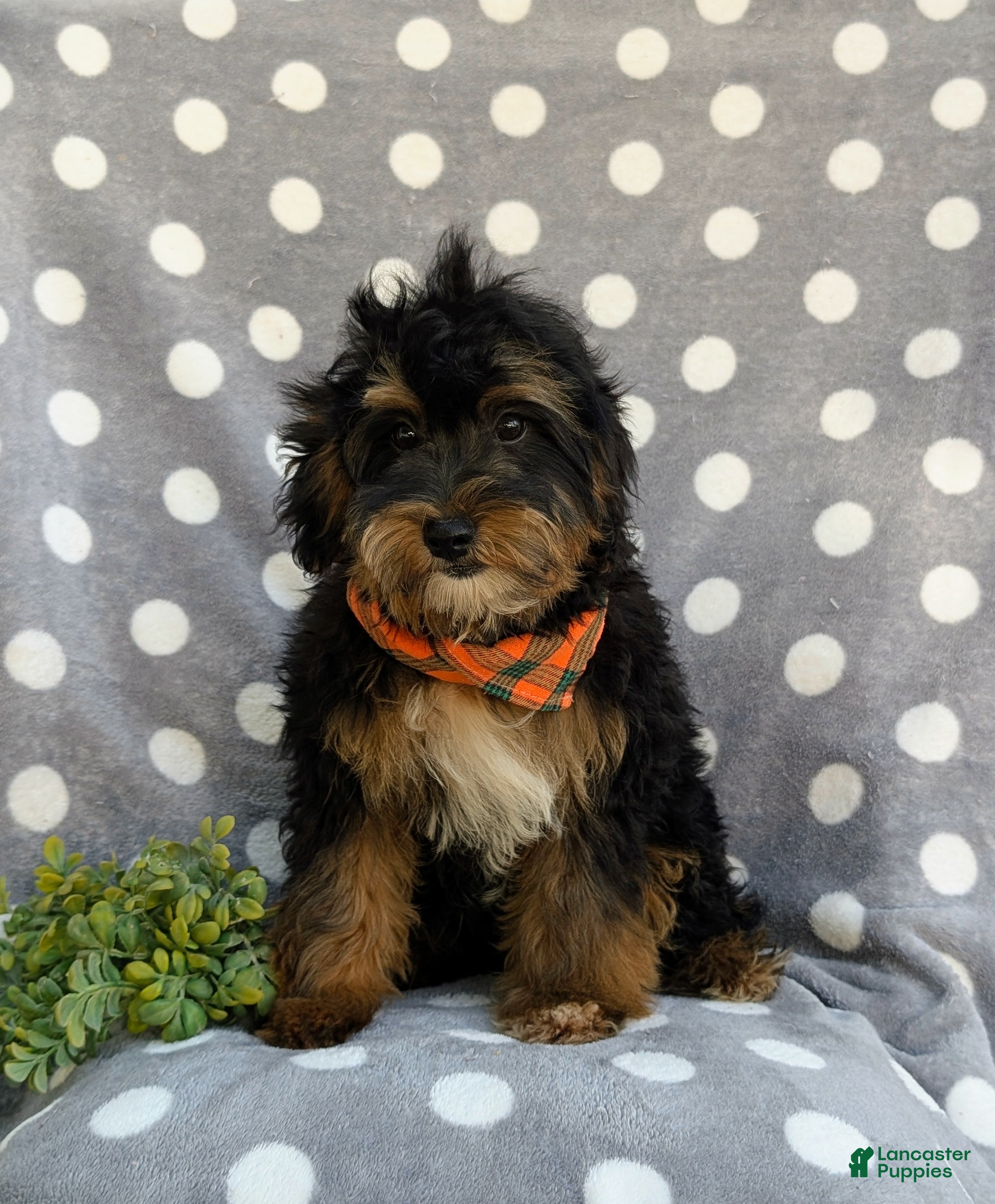 Havapoo dogs Reed Hypoallergenic - Ad 2