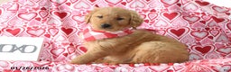 Golden Retriever dogs for sale: Radley - Ad 4