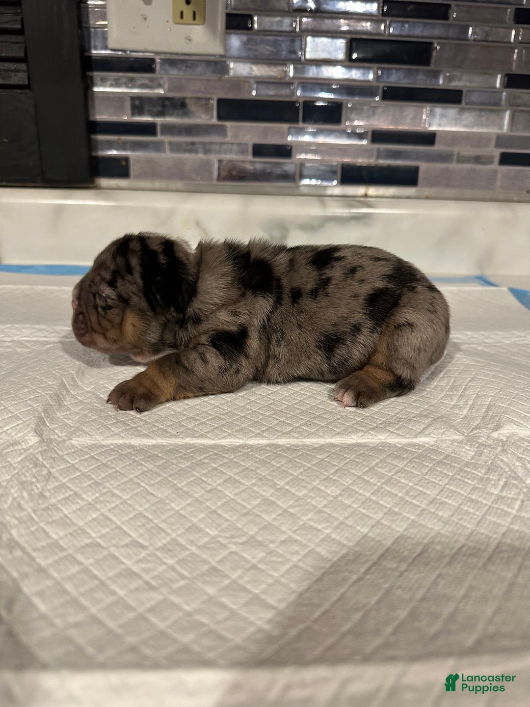 English Bulldog dogs for sale: Blue Fawn Merle Boy  - Ad 37