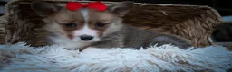 Welsh Corgi Pembroke dogs for sale: Scotty 🐾 - Ad 3