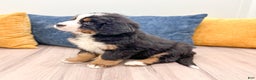 Bernese Mountain Dog dogs for sale: Cookie - Ad 4