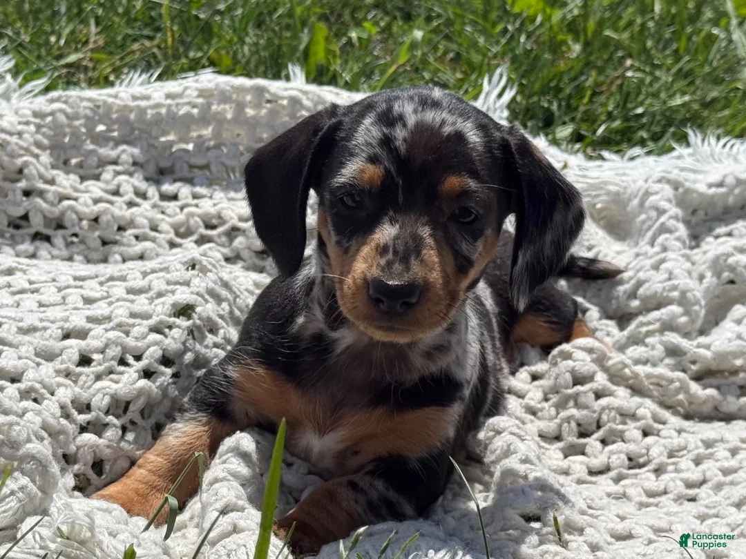 Miniature Dachshund dogs for sale: Gloria - Ad 8