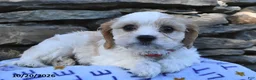 Cavachon dogs for sale: Teddy  - Ad 4