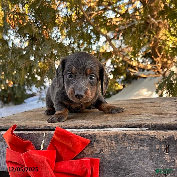 Dachshund dogs Cole - Ad 18