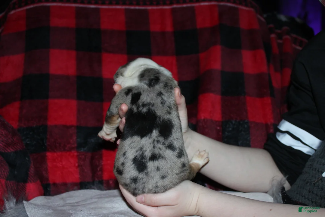 American Bully dogs for sale: Bella - Ad 4