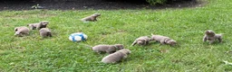 Labrador Retriever dogs for sale: Bernard - Ad 6