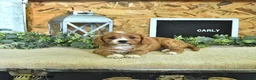 Cavapoo dogs for sale: Carly - Ad 3