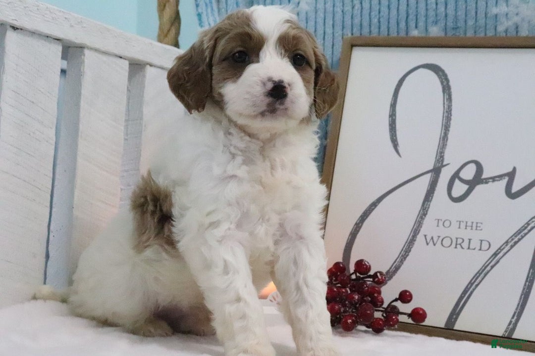 Mini Goldendoodle dogs for sale: Captain - Ad 3