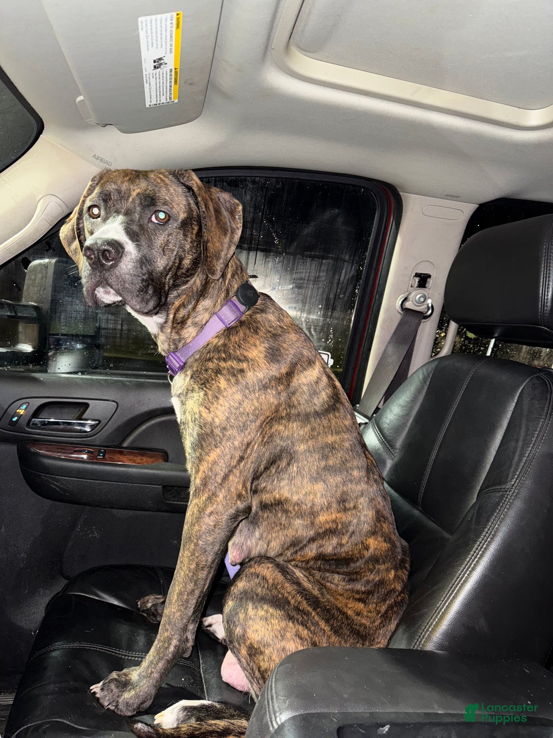 Mixed Breed dogs for sale: Puffball - Ad 9