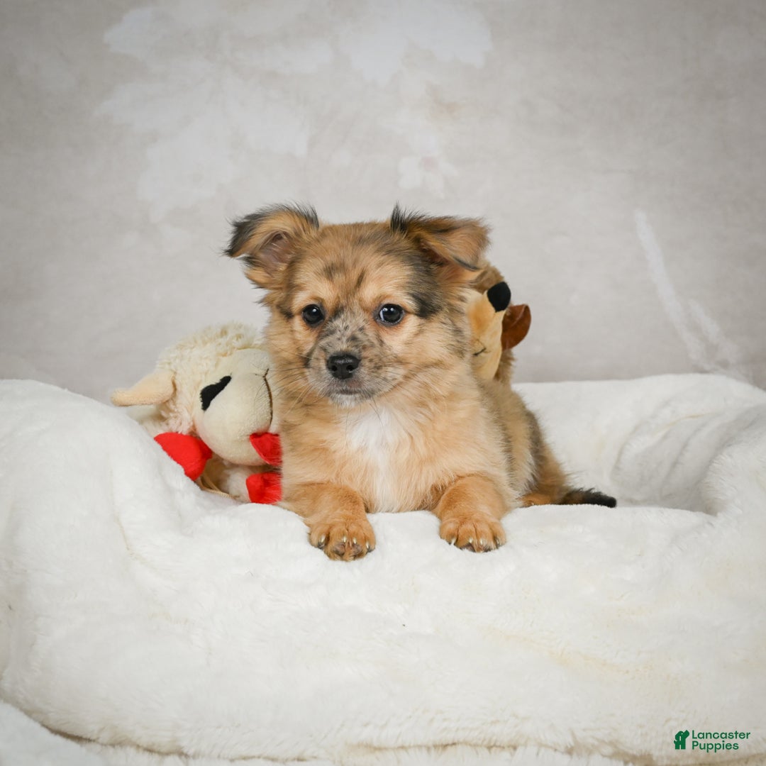 Chihuahua dogs for sale: Johnny - Ad 7