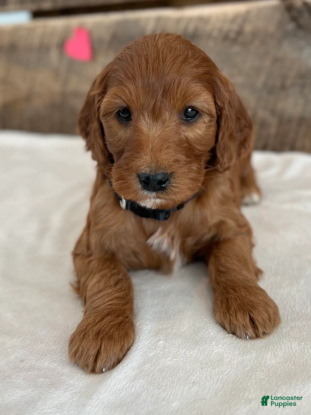 Irish Doodle dogs for sale: Jasmine - Ad 4