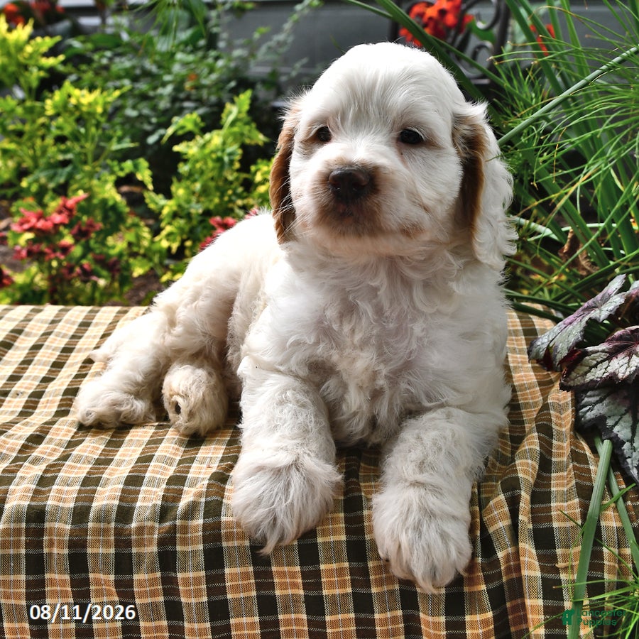 Cockapoo dogs Logan - Ad 2
