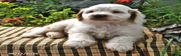 Cockapoo dogs for sale: Logan - Ad 2