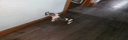 Mixed Breed dogs for sale: Patches - Ad 2