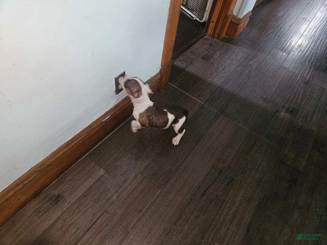 Mixed Breed dogs for sale: Patches - Ad 2