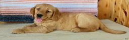 Golden Retriever dogs for sale: Gabbie - Ad 8