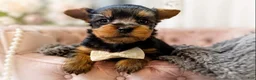 Yorkshire Terrier dogs for sale: Ralf 1.2 lbs on 8/28 - Ad 2