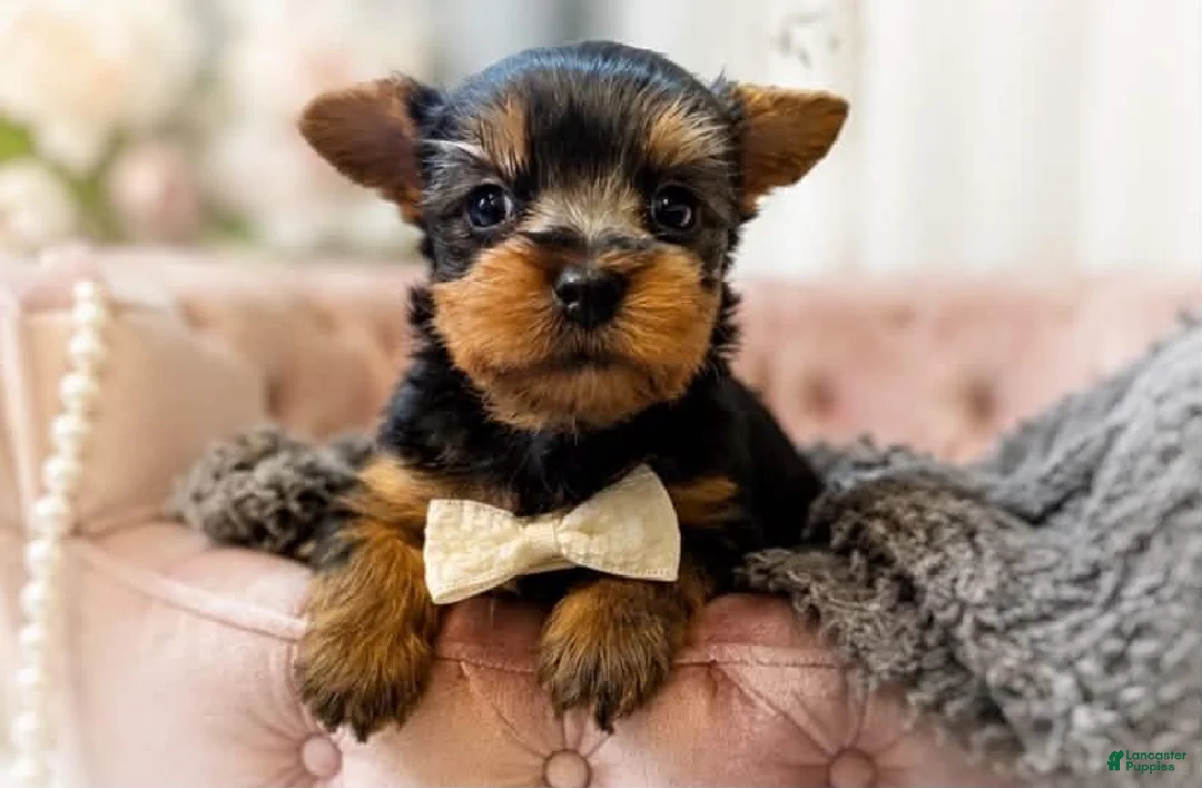 Yorkshire Terrier dogs for sale: Ralf 1.2 lbs on 8/28 - Ad 2