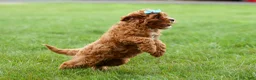 Cavapoo dogs for sale: Kody 🐶 - Ad 5