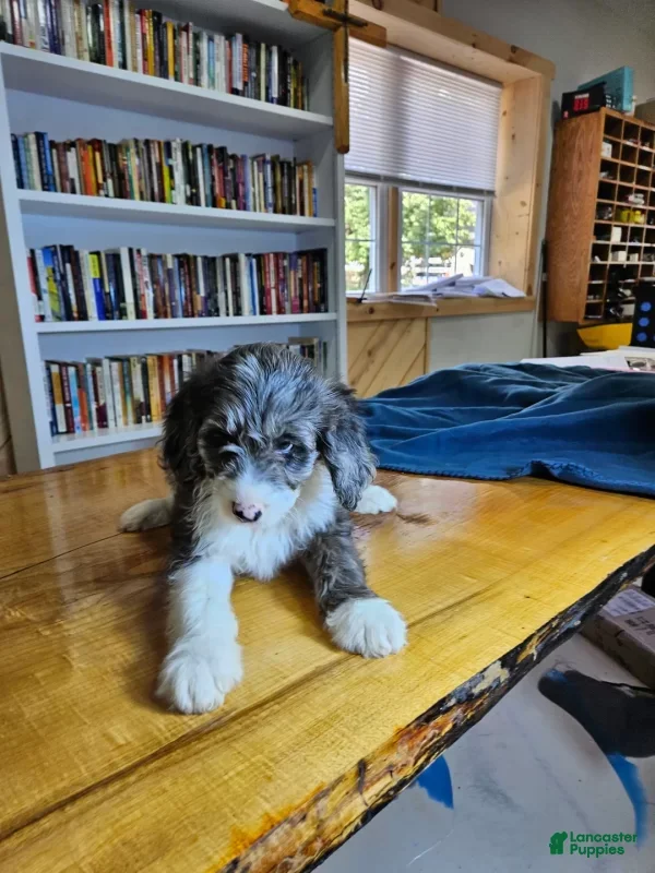 Mixed Breed dogs Grayson - Ad 1