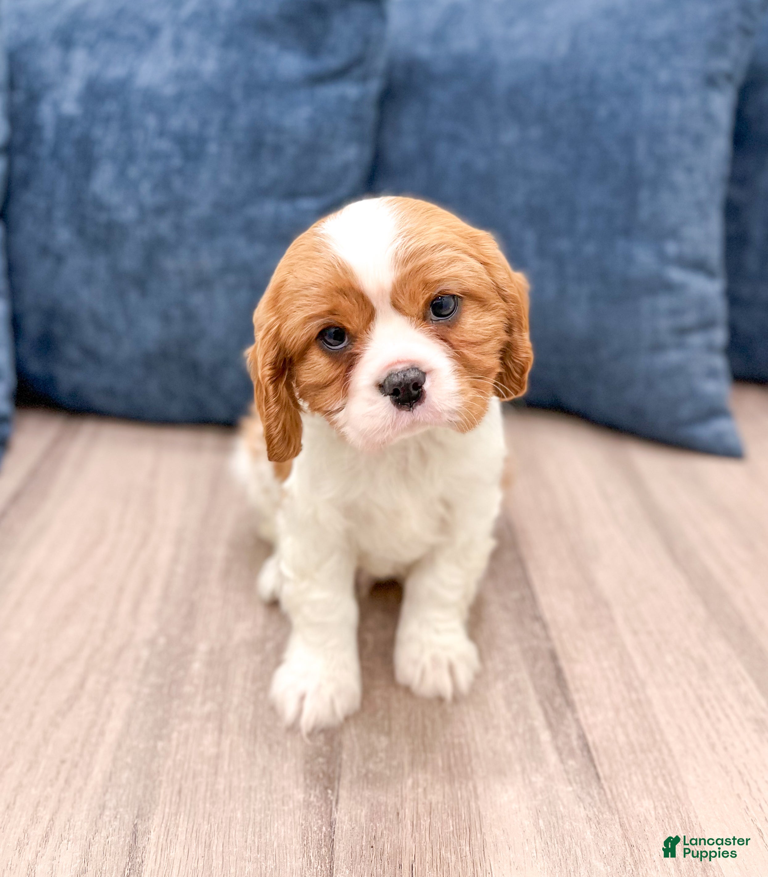 Cavalier King Charles Spaniel dogs Victor - Ad 5