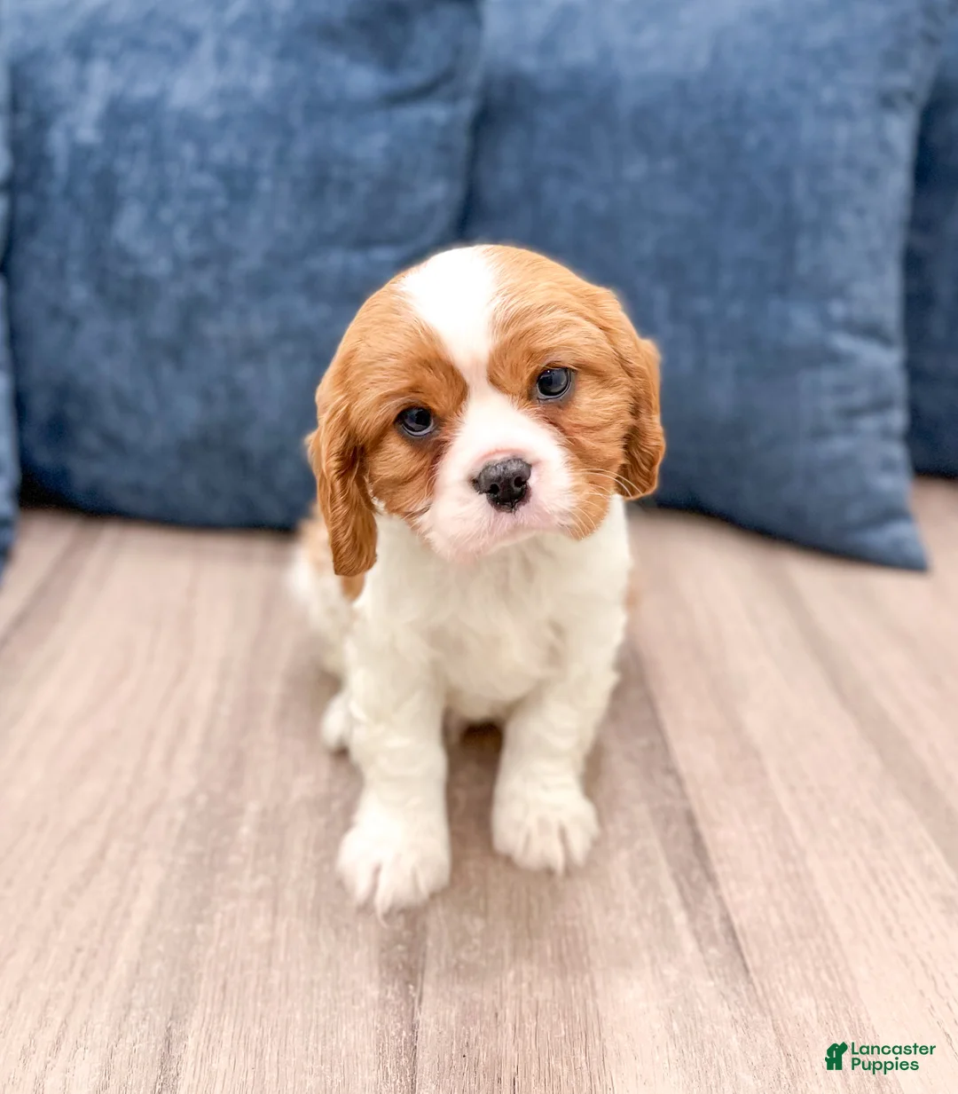 Cavalier King Charles Spaniel dogs for sale: Victor - Ad 1