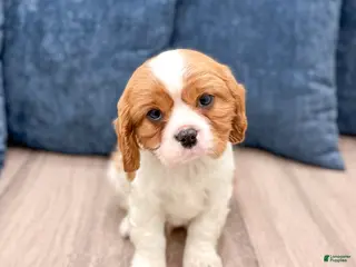 Cavalier King Charles Spaniel dogs Victor - Ad 5