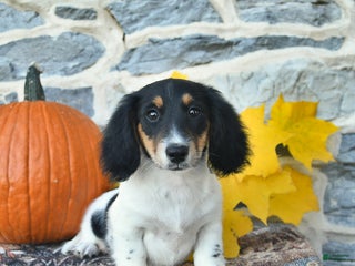 Dachshund dogs - Ad 23