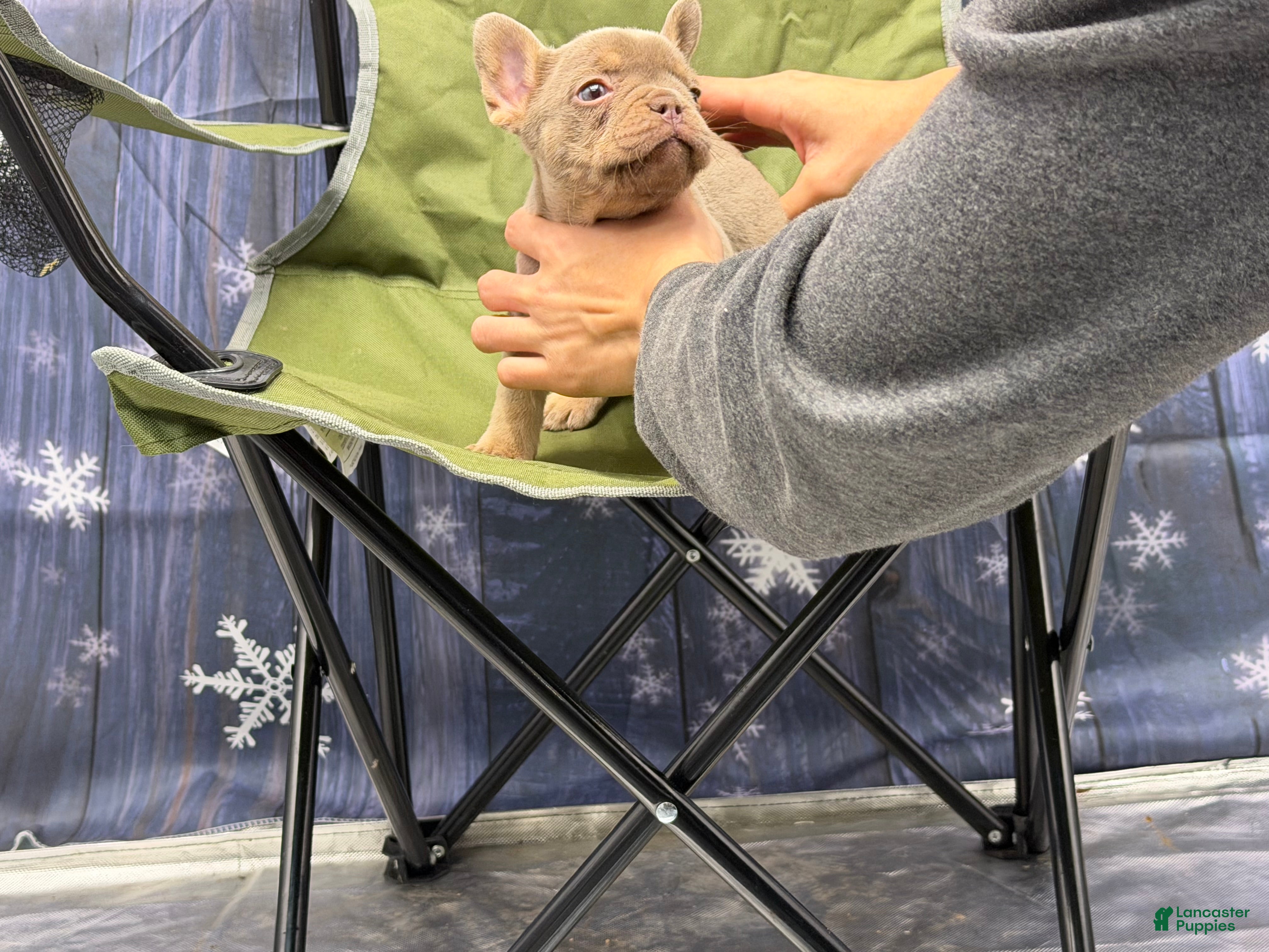 French Bulldog dogs French Bulldog Puppy 2 - Ad 7