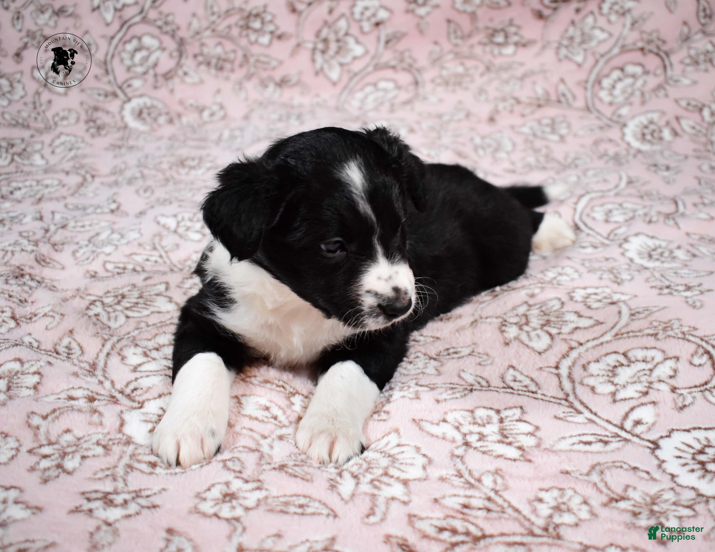 Border Collie dogs Ryder - Ad 30