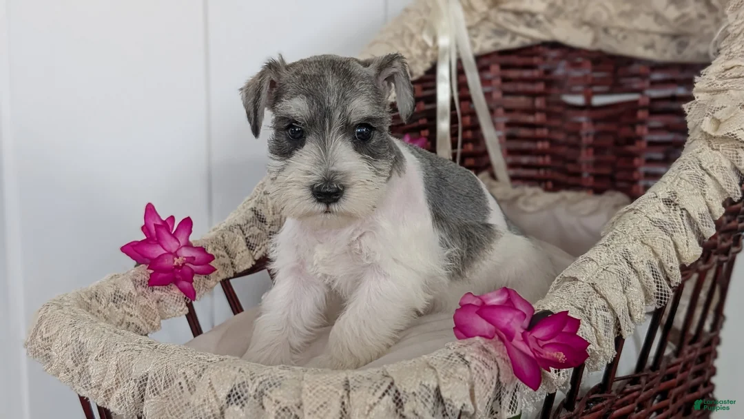 Miniature Schnauzer dogs for sale: Macy - Ad 3