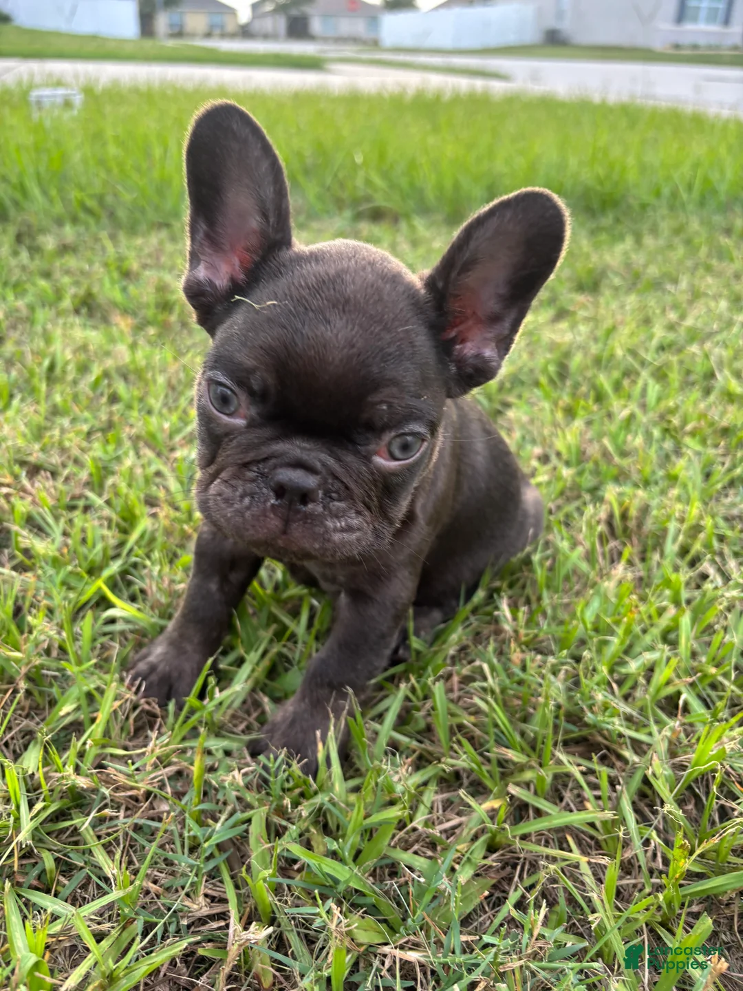French Bulldog dogs for sale: French Bulldog 1 - Ad 1